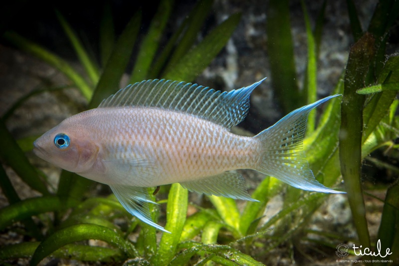 Neolamprologus marunguensis